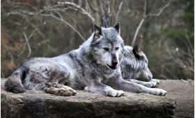 découvrez le monde fascinant des loups, ces créatures majestueuses et mystérieuses. apprenez-en plus sur leur habitat, leur comportement social et leurs interactions avec l'homme. plongez dans l'univers captivant du loup, symbole de la nature sauvage.