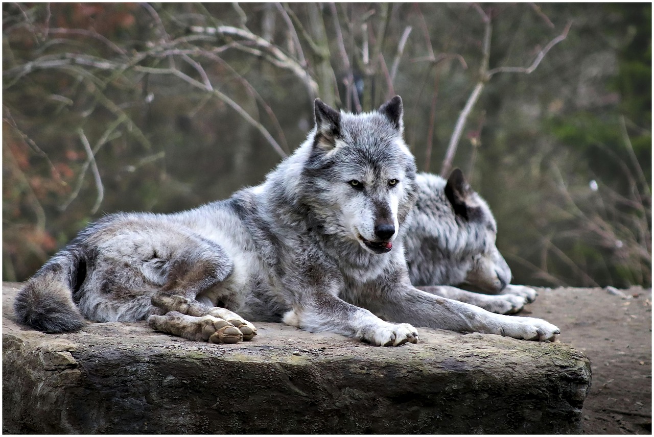 découvrez le monde fascinant des loups, ces créatures majestueuses et mystérieuses. apprenez-en plus sur leur habitat, leur comportement social et leurs interactions avec l'homme. plongez dans l'univers captivant du loup, symbole de la nature sauvage.