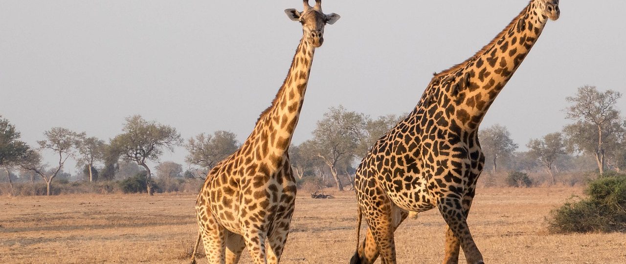 découvrez l'écotourisme, une forme de voyage durable qui allie aventures en pleine nature et préservation de l'environnement. explorez des destinations uniques, rencontrez des communautés locales authentiques et profitez d'une expérience enrichissante tout en contribuant à la protection de notre planète.