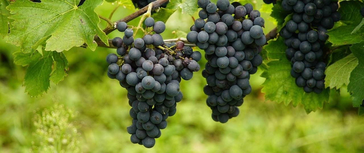 découvrez les techniques et astuces essentielles pour la culture des raisins, des variétés aux soins des vignes, afin de maximiser votre récolte et produire des fruits de qualité pour le vin ou la consommation.