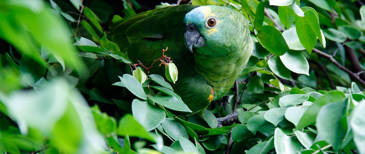 découvrez le brésil, un pays vibrant au cœur de l'amérique du sud, célèbre pour sa culture colorée, ses plages paradisiaques, sa cuisine délicieuse et sa biodiversité impressionnante. explorez des destinations emblématiques comme rio de janeiro, la forêt amazonienne et les chutes d'iguazu. plongez dans l'hospitalité brésilienne et vivez une expérience inoubliable!