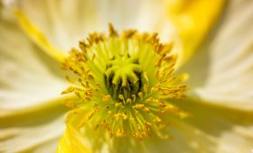 découvrez la beauté de la nature à travers la photographie. capturez des paysages époustouflants, des faunes étonnantes et des moments éphémères qui révèlent la splendeur du monde naturel. inspirez-vous et apprenez des techniques pour améliorer vos compétences en photographie de nature.