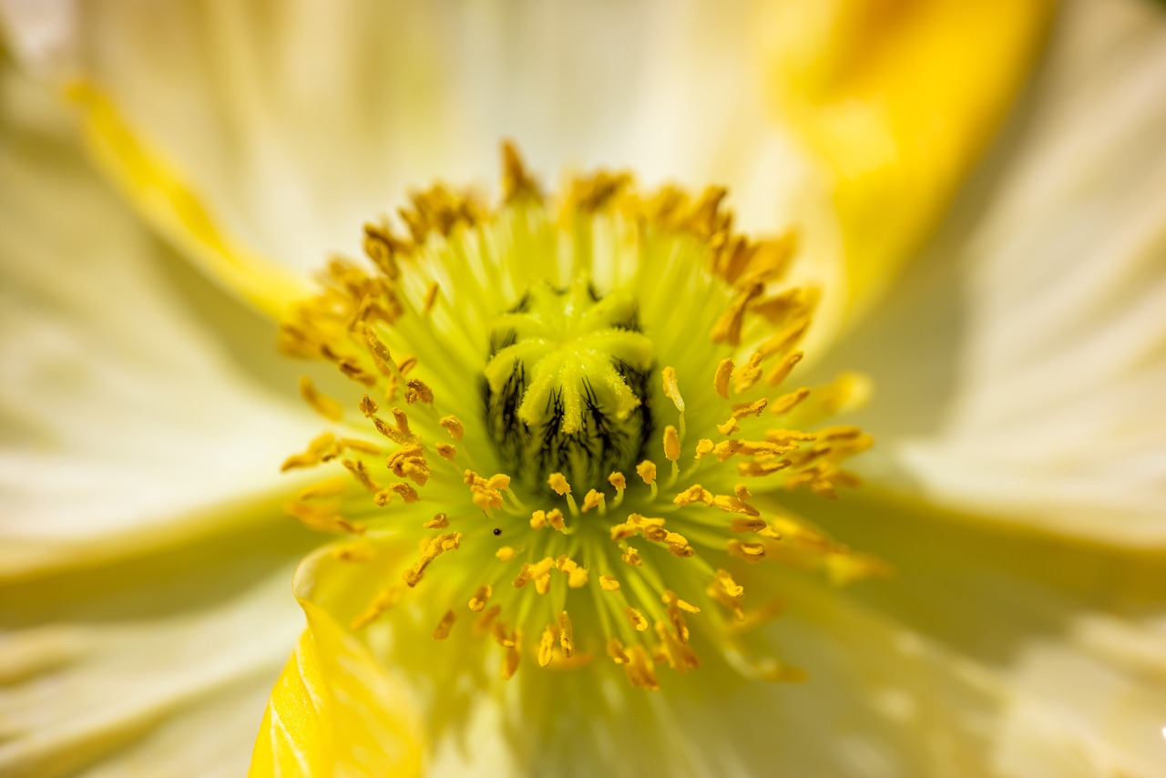 découvrez la beauté de la nature à travers la photographie. capturez des paysages époustouflants, des faunes étonnantes et des moments éphémères qui révèlent la splendeur du monde naturel. inspirez-vous et apprenez des techniques pour améliorer vos compétences en photographie de nature.