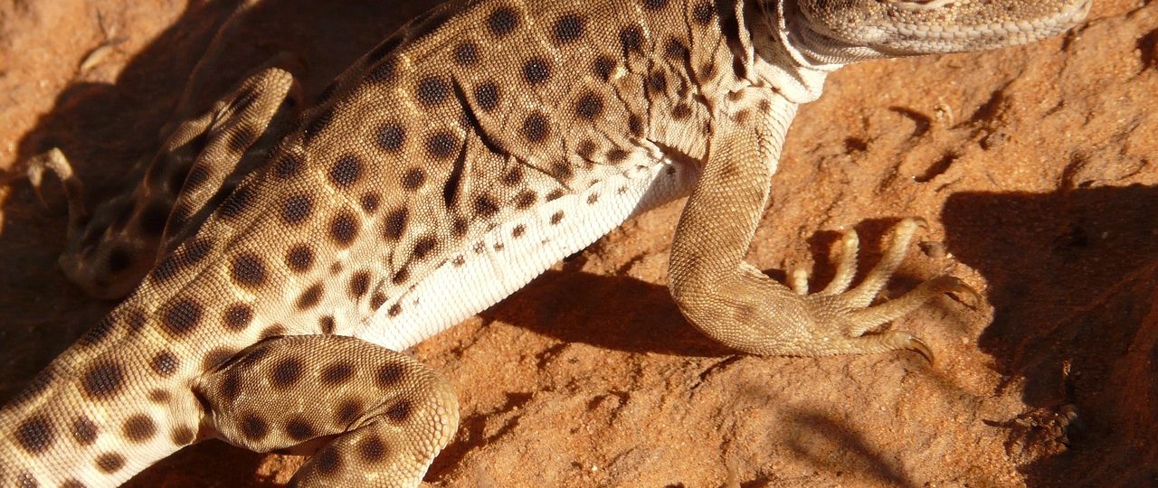 découvrez les parcs nationaux, des sanctuaires de biodiversité où la nature s'épanouit. aventurez-vous dans des paysages à couper le souffle, explorez des sentiers de randonnée et admirez une faune et une flore uniques. profitez d'une évasion en pleine nature et laissez-vous inspirer par la beauté des espaces protégés.