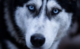 découvrez l'excitation du traîneau à chiens avec nos aventures inoubliables en pleine nature. vivez une expérience unique, partez à l'aventure avec nos fidèles compagnons à quatre pattes et explorez des paysages enneigés à couper le souffle. réservez votre excursion de traîneau à chiens dès maintenant !