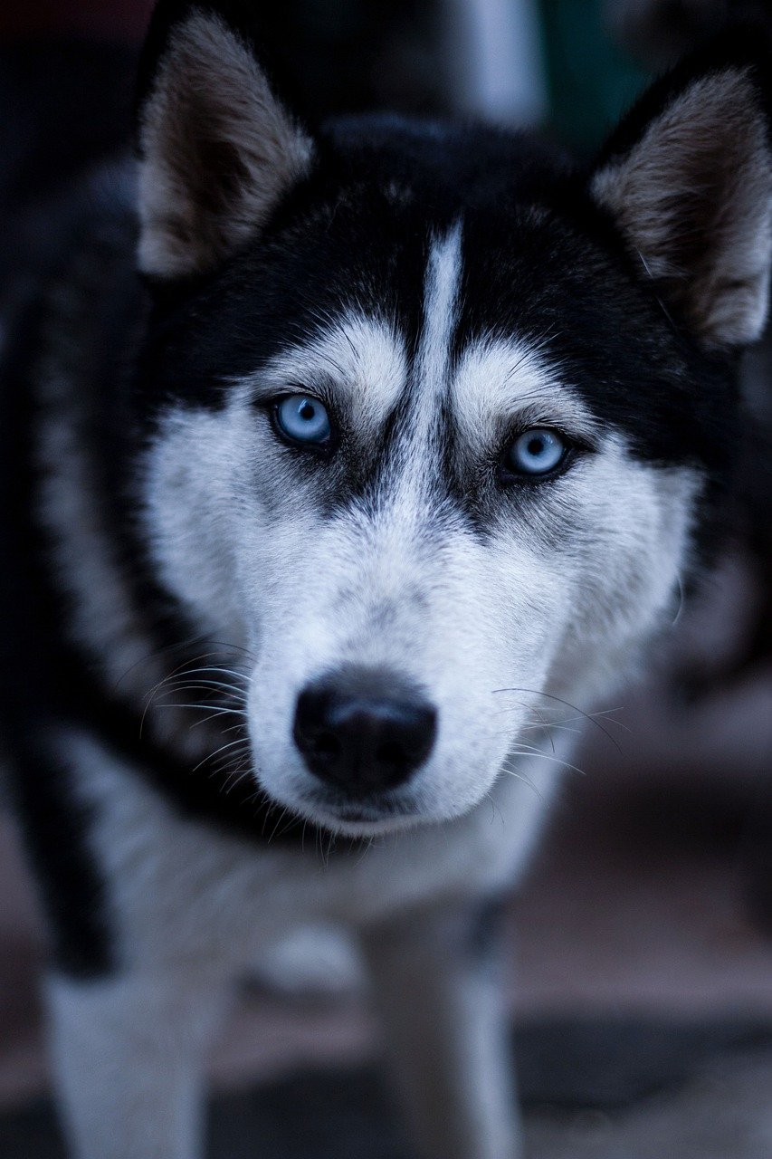 découvrez l'excitation du traîneau à chiens avec nos aventures inoubliables en pleine nature. vivez une expérience unique, partez à l'aventure avec nos fidèles compagnons à quatre pattes et explorez des paysages enneigés à couper le souffle. réservez votre excursion de traîneau à chiens dès maintenant !