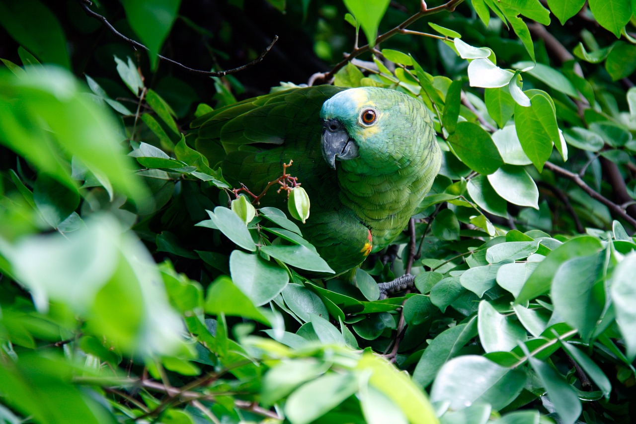 découvrez le brésil, un pays vibrant rempli de cultures diverses, de paysages époustouflants et d'une cuisine délicieuse. explorez les plages de rio, la forêt amazonienne, et vivez l'énergie de ses festivals colorés.