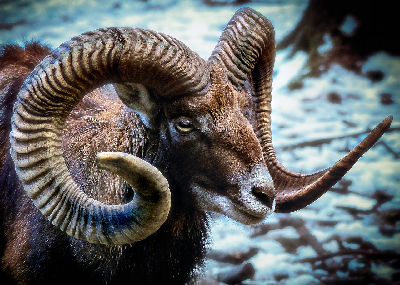 découvrez l'art de la photographie animalière : capturez la beauté et la diversité du règne animal à travers des images saisissantes qui révèlent la magie de la nature. apprenez des techniques, trouvez de l'inspiration et partagez votre passion pour la faune avec notre guide complet.