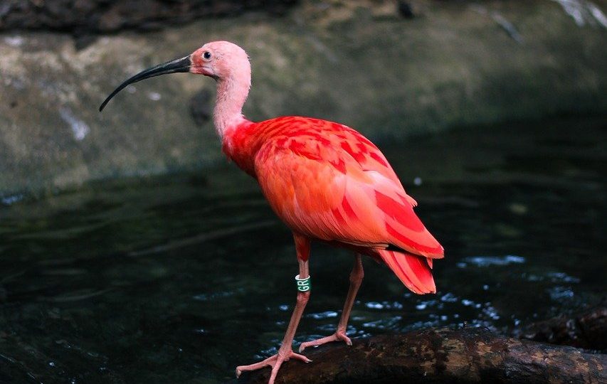 découvrez la beauté et la diversité de la nature à travers des paysages époustouflants, des espèces fascinantes et des écosystèmes uniques. plongez dans un voyage enrichissant qui vous connecte à la terre et à ses merveilles.