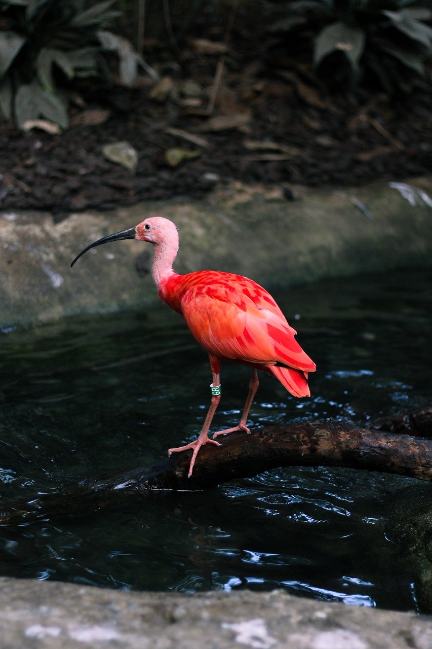 découvrez la beauté et la diversité de la nature à travers des paysages époustouflants, des espèces fascinantes et des écosystèmes uniques. plongez dans un voyage enrichissant qui vous connecte à la terre et à ses merveilles.