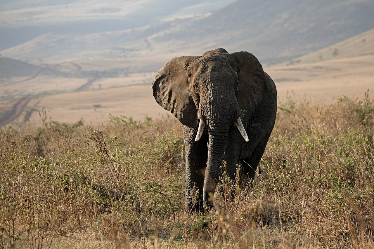 découvrez l'aventure ultime avec nos safaris inoubliables à travers des paysages sauvages et préservés. partez à la rencontre de la faune majestueuse et vivez une expérience unique en pleine nature.