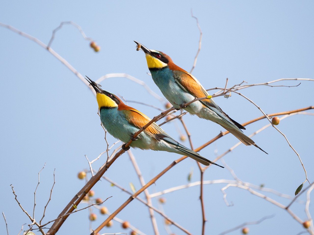 découvrez l'excitation de l'observation de la faune avec nos excursions inoubliables. émerveillez-vous devant les merveilles de la nature en observant des animaux dans leur habitat naturel, tout en apprenant sur leur comportement et leur conservation. une expérience enrichissante pour les amoureux de la nature et les aventuriers!