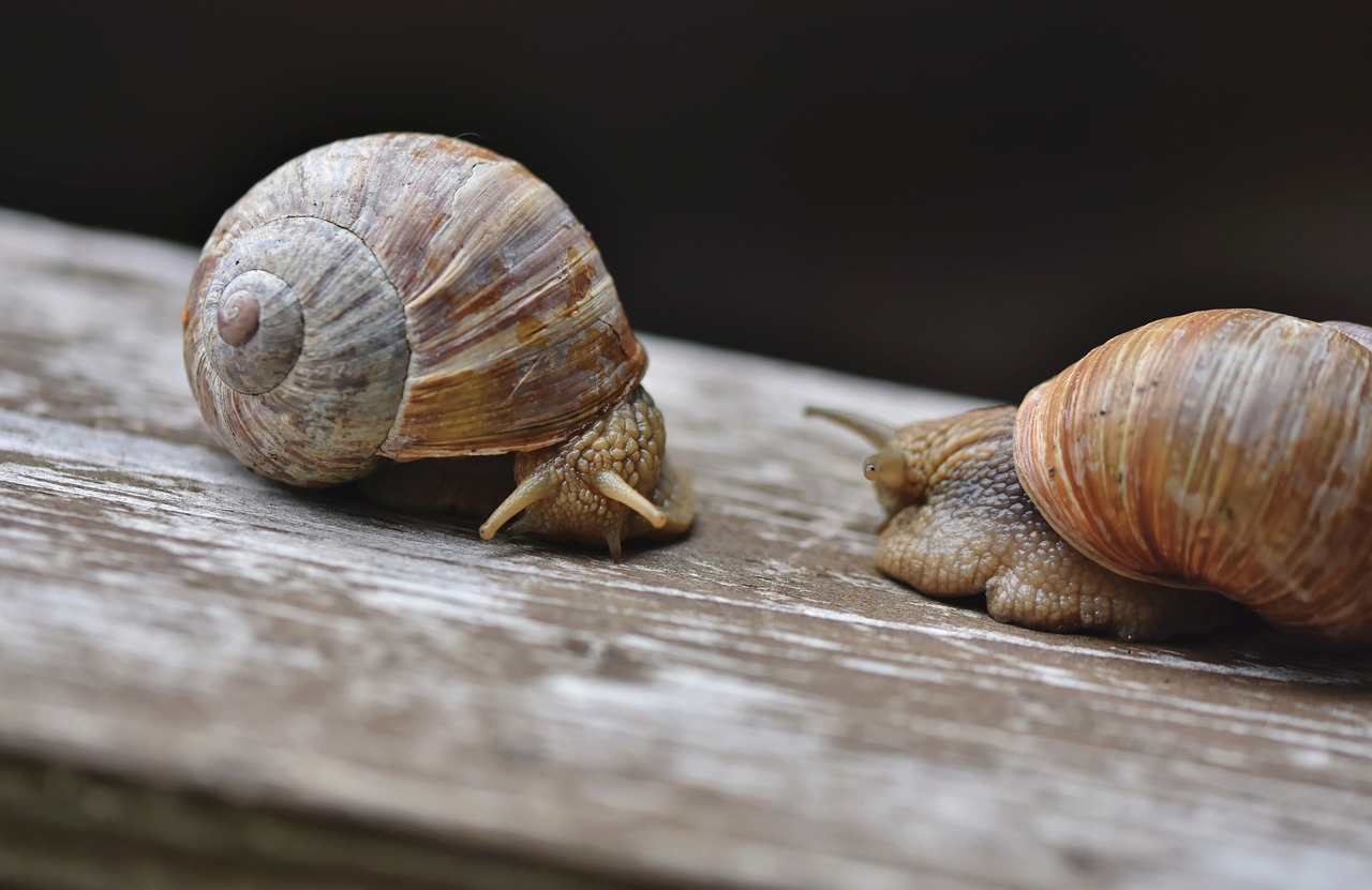 découvrez le slow tourism, une approche d'un voyage plus serein et conscient qui privilégie l'immersion locale, la durabilité et le respect de l'environnement. embarquez pour une aventure où chaque instant est savouré, réinventant ainsi votre manière de voyager.