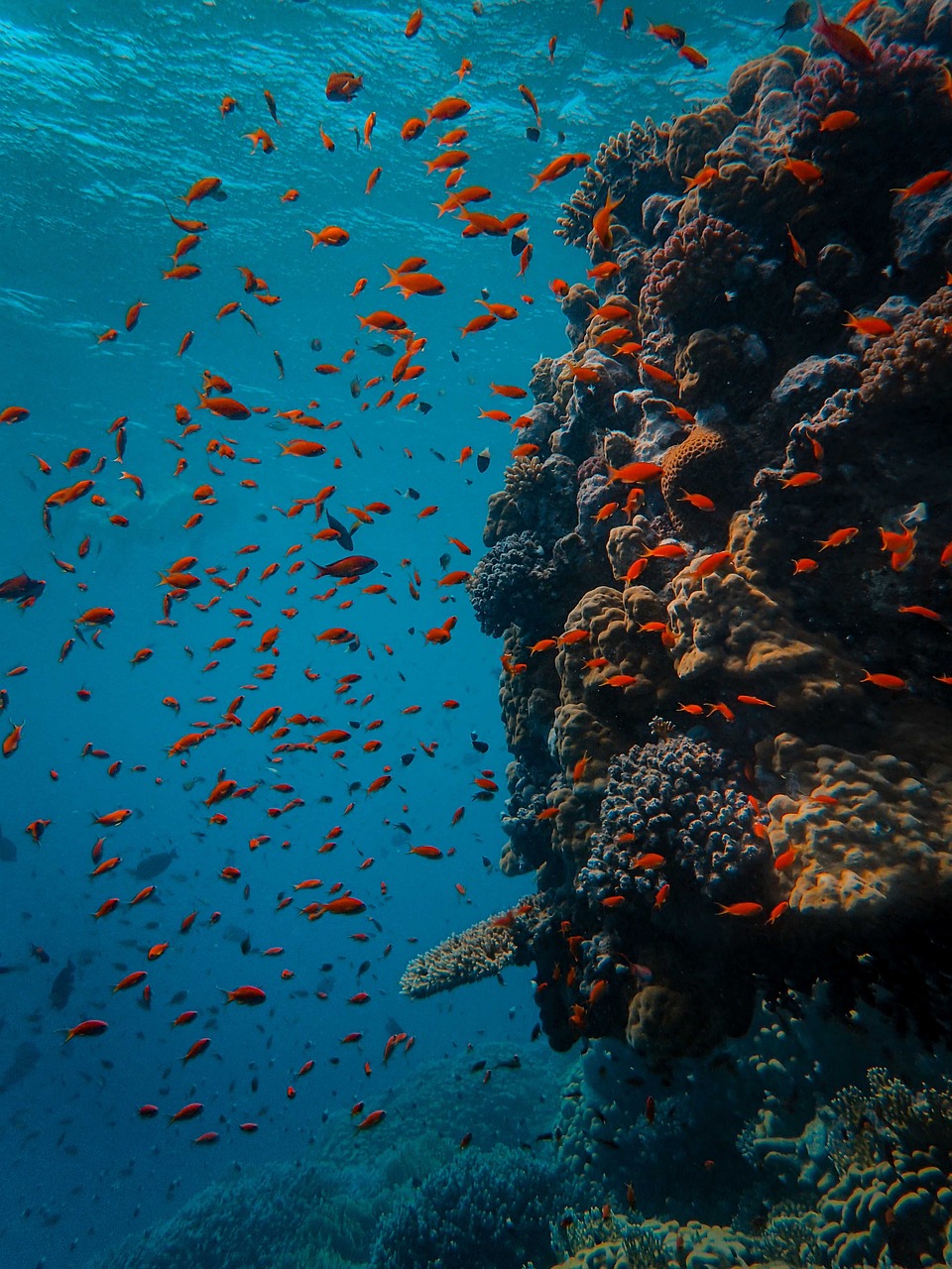 découvrez les meilleures destinations de plongée à travers le monde, des récifs coralliens colorés aux épaves mythiques. parfait pour les amateurs d'aventure sous-marine et les passionnés de biodiversité marine.