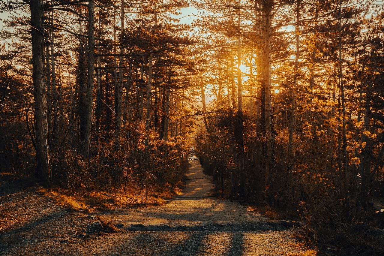 découvrez les meilleures randonnées à travers les paysages époustouflants de la nature. que vous soyez débutant ou randonneur expérimenté, trouvez des conseils, des itinéraires et des astuces pour profiter pleinement de votre passion pour la randonnée.