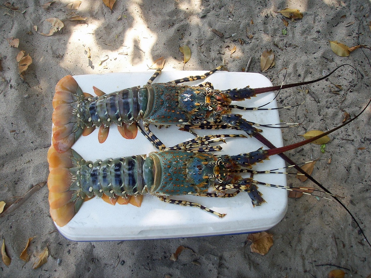 découvrez la richesse de la cuisine méditerranéenne, un festival de saveurs et de couleurs qui allie santé et délices. savourez des plats typiques, des ingrédients frais et des recettes authentiques qui vous transporteront au cœur des rives ensoleillées du sud.