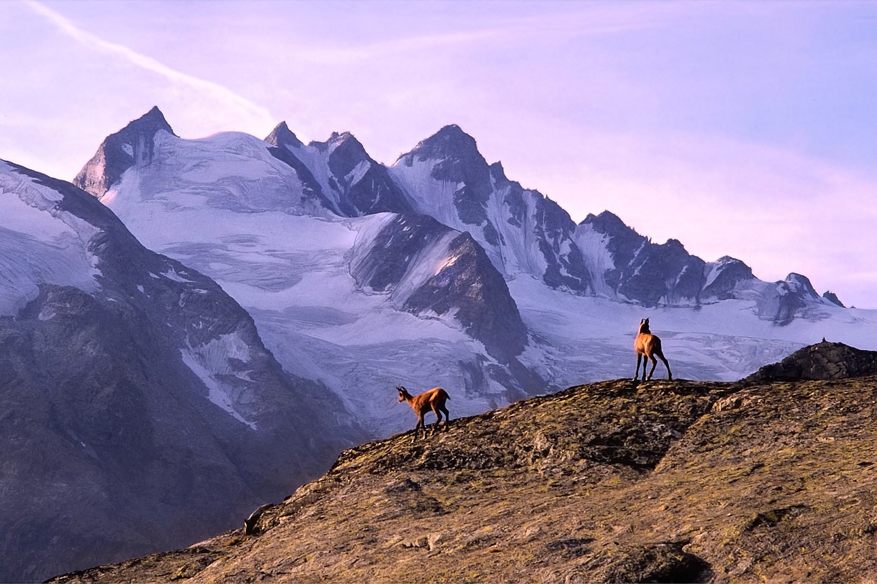 découvrez la beauté des parcs nationaux, des trésors naturels préservés qui offrent des paysages époustouflants, une faune diversifiée et des activités de plein air inoubliables. explorez des sentiers pittoresques, admirez des panoramas à couper le souffle et plongez-vous dans la nature.