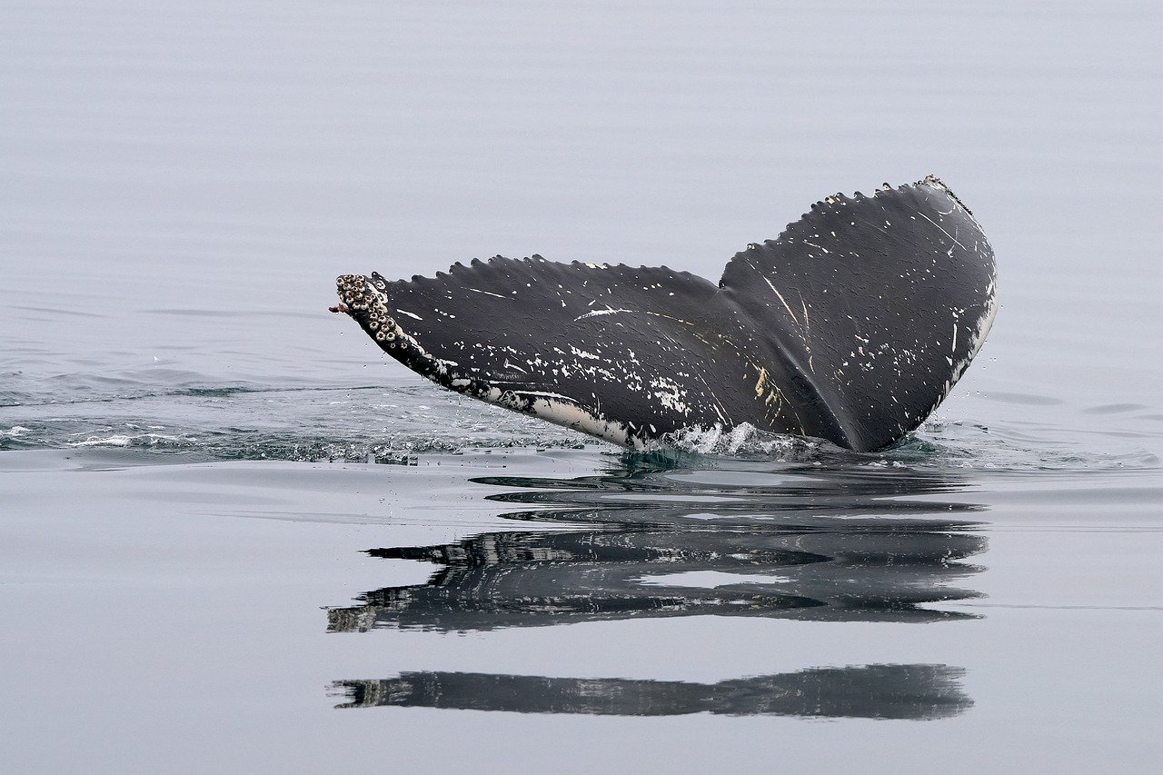 découvrez des plongées spectaculaires qui vous emmènent au cœur des merveilles sous-marines. vivez des expériences inoubliables en explorant des récifs colorés et des paysages marins époustouflants.