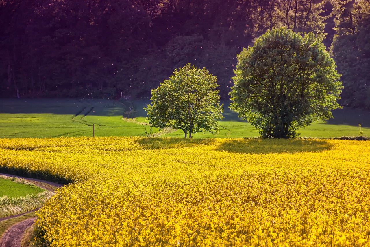 découvrez les pratiques de l'agriculture durable qui préservent l'environnement tout en garantissant des récoltes abondantes. apprenez comment ces méthodes améliorent la qualité des sols, favorisent la biodiversité et soutiennent les communautés locales pour un avenir plus vert.