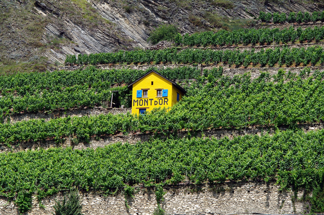 découvrez l'essence des terroirs français à travers une exploration fascinante de leurs richesses culinaires et culturelles. plongez dans la diversité des saveurs, des paysages et des traditions qui font la renommée de nos régions.