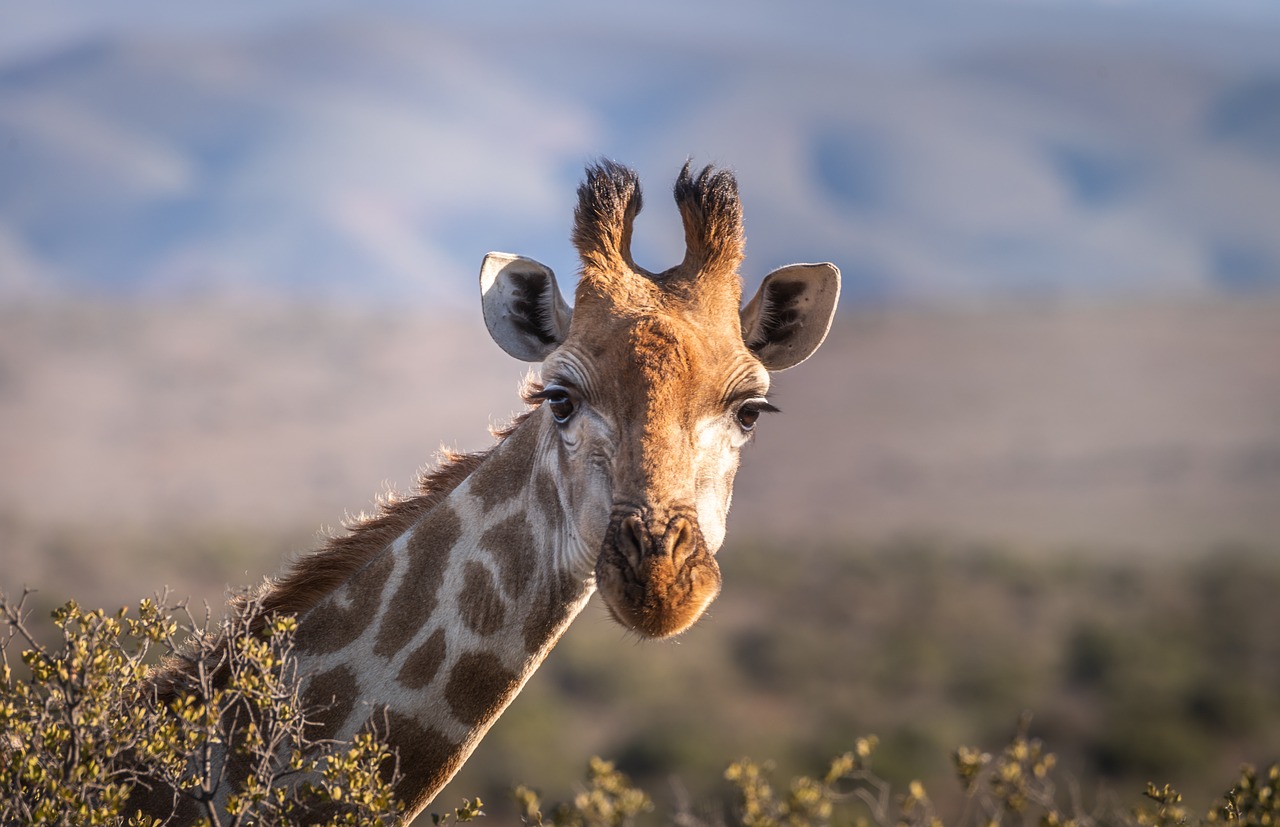 découvrez l'art de la photographie animalière, une passion qui capture la beauté et la diversité de la faune dans son habitat naturel. explorez des techniques, des conseils et des inspirations pour immortaliser des moments uniques avec les animaux.