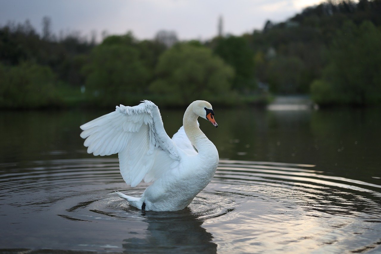 découvrez l'univers fascinant de la photographie animalière, où chaque image raconte une histoire unique. apprenez des techniques pour capturer des moments précieux dans la nature et émerveillez-vous devant la beauté de la faune à travers l'objectif.