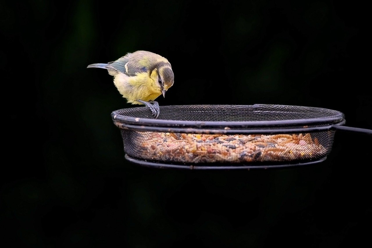 découvrez l'émerveillement de l'observation de la faune sauvage à travers des paysages époustouflants. plongez dans la nature et vivez des rencontres inoubliables avec les animaux dans leur habitat naturel. idéal pour les amoureux de la nature et les aventuriers en quête d'expériences authentiques.