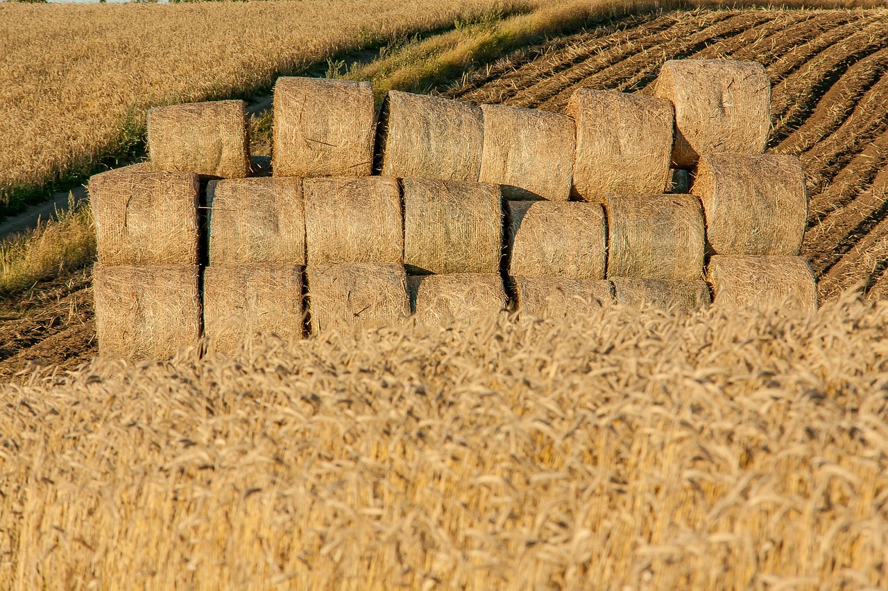 découvrez l'agritourisme, une expérience unique alliant nature et agriculture. explorez des fermes, dégustez des produits locaux, et participez à des activités agricoles tout en profitant d'un cadre rural apaisant. partez à la rencontre des agriculteurs passionnés et plongez dans la culture authentique de la région.