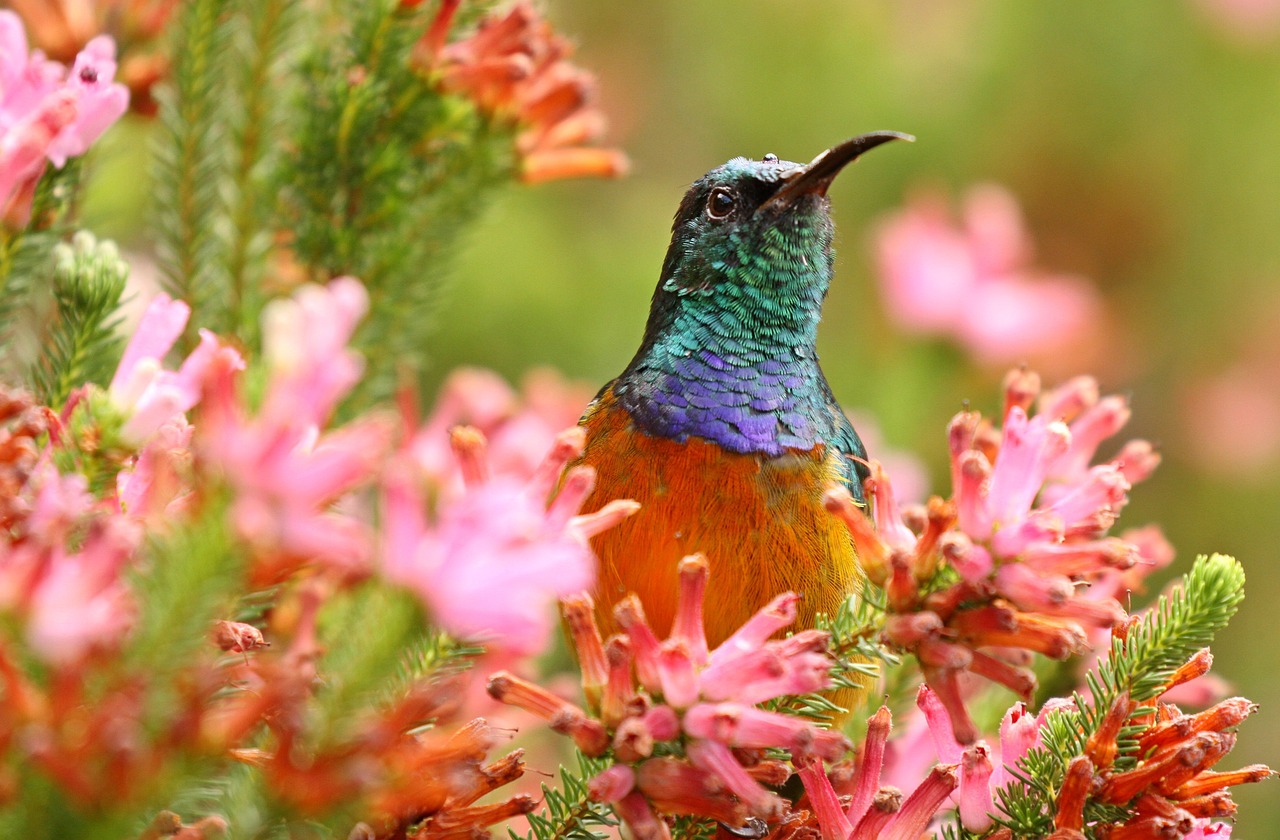 découvrez l'afrique du sud, un pays aux paysages époustouflants, riche en histoire et en culture. explorez ses parcs nationaux, ses villes vibrantes comme le cap et johannesburg, et plongez dans la diversité de sa faune et de sa flore. parfait pour les aventuriers et les amateurs de culture.