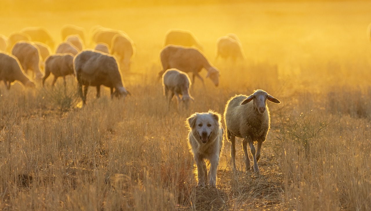 découvrez l'expérience unique d'un séjour à la ferme. profitez de la nature, des animaux et des produits locaux tout en vous ressourçant loin de l'agitation urbaine. vivez des moments authentiques et immersifs en pleine campagne.