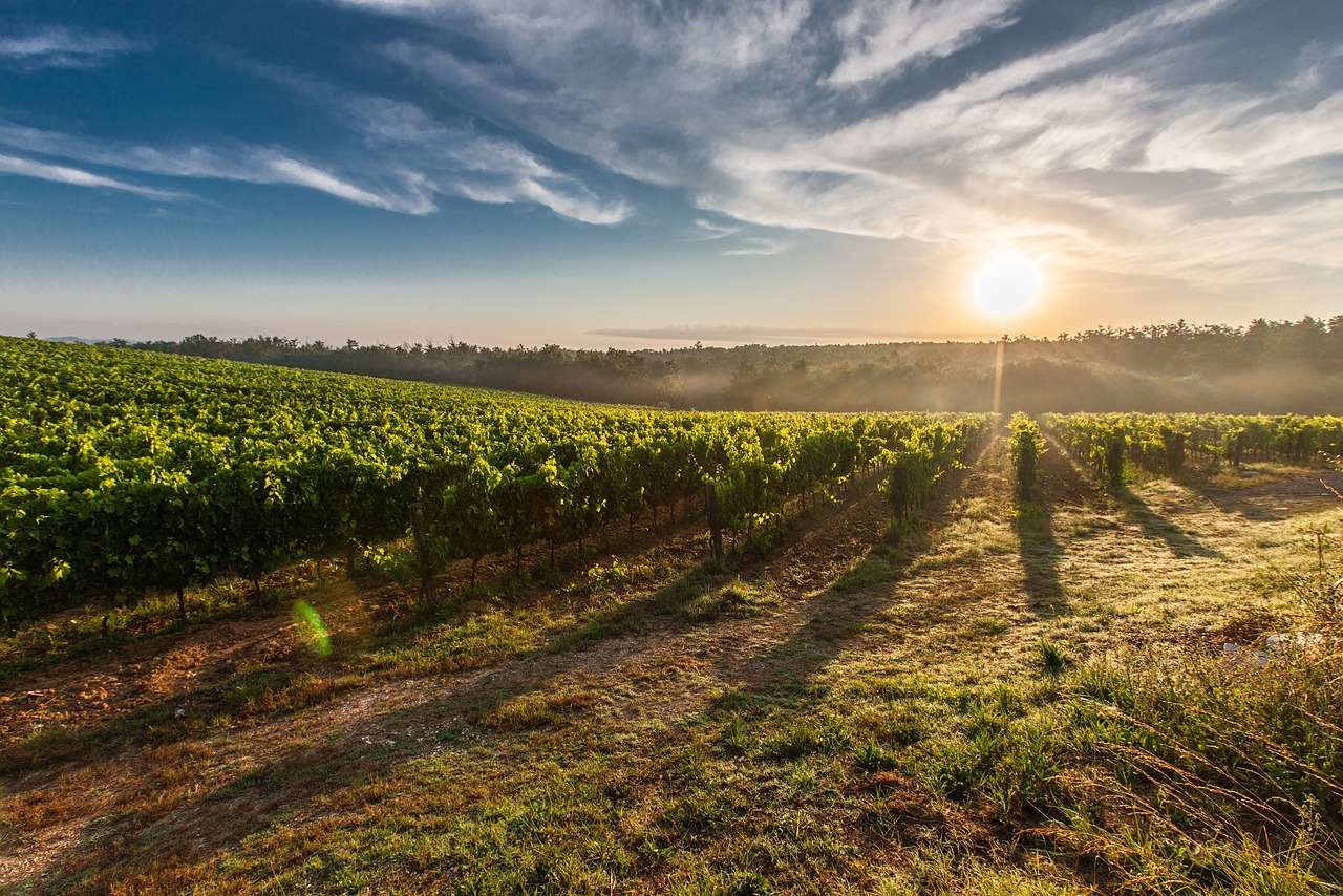 découvrez l'univers fascinant des vignobles, où tradition et passion se rencontrent pour donner naissance à des vins d'exception. explorez les paysages enchanteurs, apprenez les secrets de la viticulture et savourez des expériences uniques au cœur des régions viticoles.