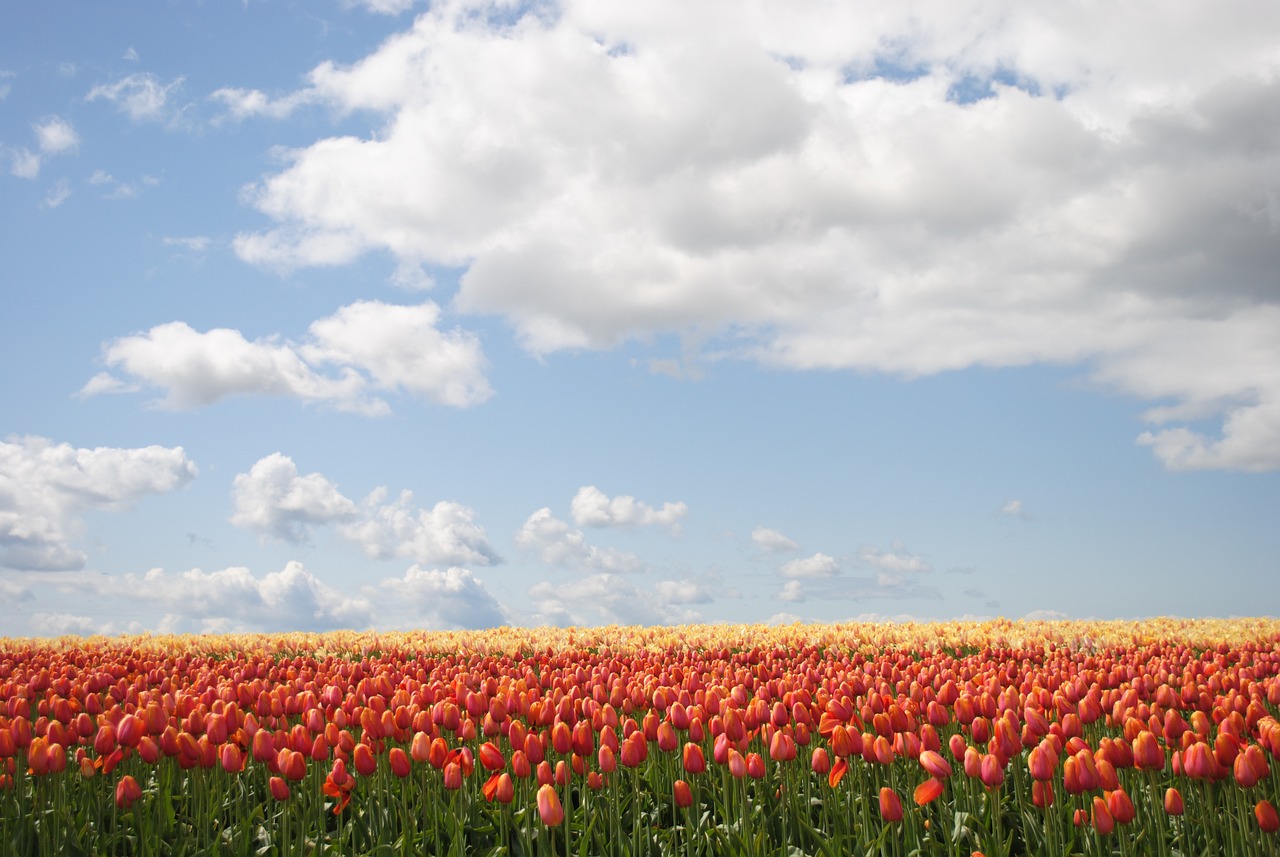 découvrez des jardins magnifiques qui éveillent les sens et apaisent l'esprit. explorez des paysages enchanteurs, des fleurs colorées et des espaces verdoyants, parfaits pour une promenade relaxante ou une inspiration botanique.