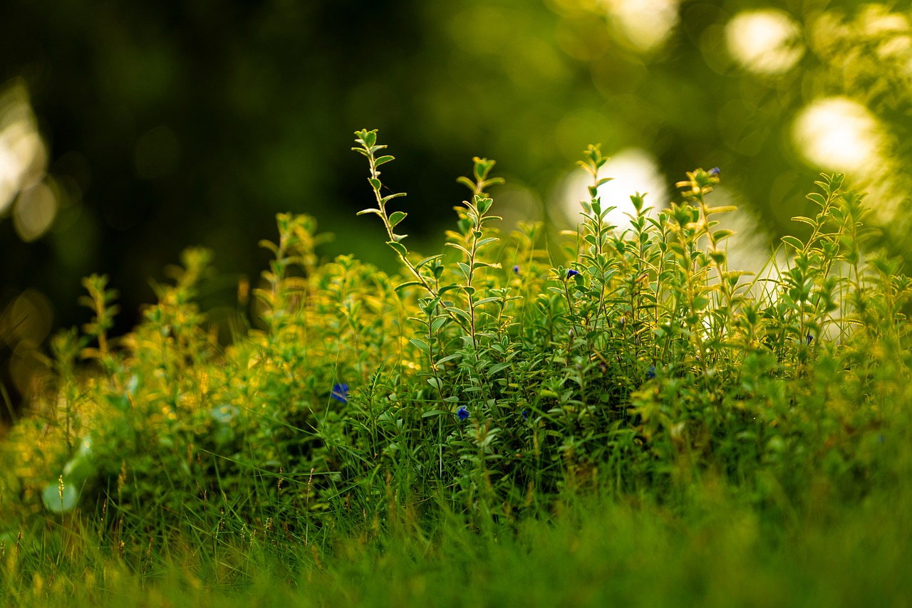 découvrez la beauté des jardins à travers des paysages époustouflants, des plantations luxuriantes et des inspirations d'aménagement extérieur. explorez des espaces sereins où la nature s'épanouit et laissez-vous séduire par la magie des jardins magnifiques.