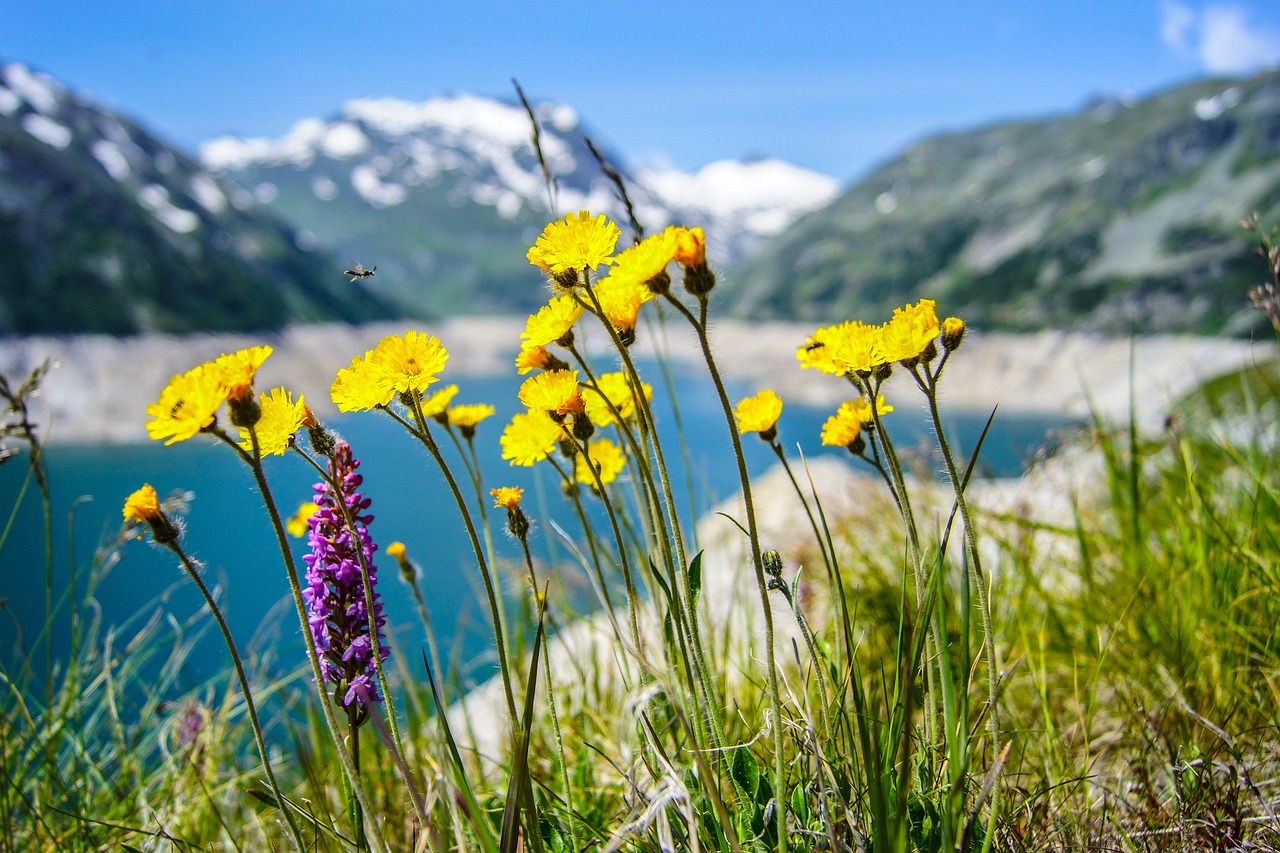 découvrez la beauté envoûtante des lacs, où la nature s'épanouit dans un panorama serein. explorez des paysages enchanteurs, des eaux cristallines et des activités relaxantes au cœur de la nature. parfait pour les amoureux de la nature et les aventuriers en quête de tranquillité.