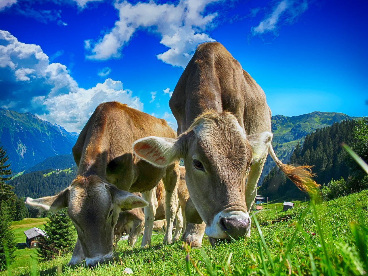 découvrez l'expérience unique du farm-stay : séjournez à la ferme et plongez dans la vie rurale tout en profitant de la nature, des animaux et des produits locaux. évadez-vous du quotidien et reconnectez-vous avec la terre dans un cadre idyllique.