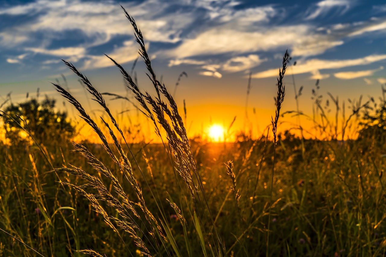 découvrez l'agritourisme avec notre ferme accueillante, offrant des séjours immersifs en pleine nature. profitez de l'authenticité de la vie à la ferme, participez aux activités agricoles et détendez-vous dans un cadre serein. une expérience unique pour toute la famille !