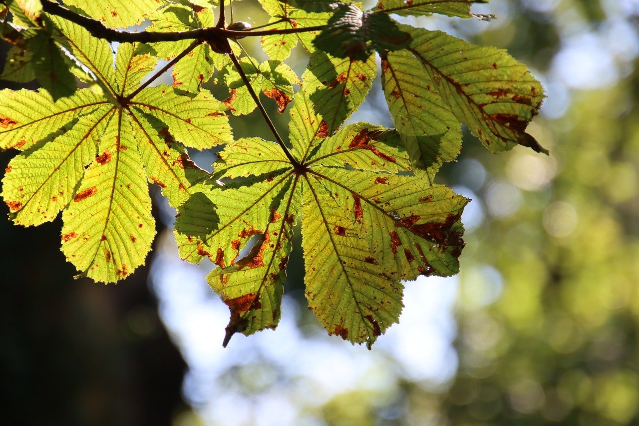 découvrez les merveilles des saisons : printemps fleuri, été ensoleillé, automne coloré et hiver féerique. explorez la diversité des activités et des paysages que chaque saison a à offrir et laissez-vous inspirer par la beauté de la nature au fil de l'année.