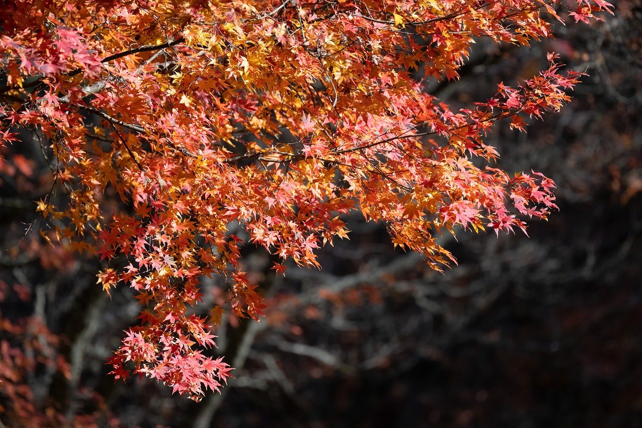 découvrez les merveilles des saisons à travers une exploration riche en couleurs, en traditions et en activités. que ce soit le printemps fleuri, l'été ensoleillé, l'automne doré ou l'hiver enneigé, chaque saison apporte son lot de charme et d'opportunités à savourer.