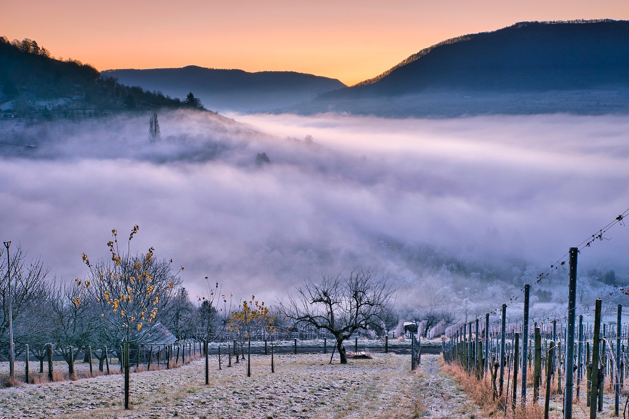 découvrez l'univers fascinant des vignobles : une immersion au cœur des techniques viticoles, des saveurs uniques des terroirs et des passionnés qui élèvent la culture de la vigne à un véritable art.