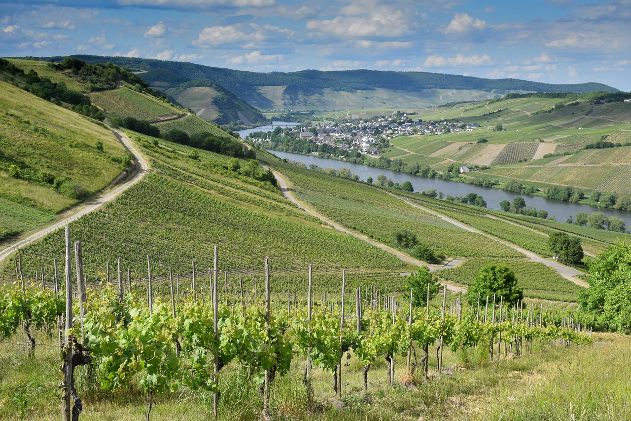 découvrez l'univers fascinant des vignobles : leurs techniques de culture, les cépages emblématiques, et les traditions viticoles qui font de chaque verre une expérience unique. plongez dans la richesse des terroirs et savourez les histoires qui se cachent derrière chaque bouteille.