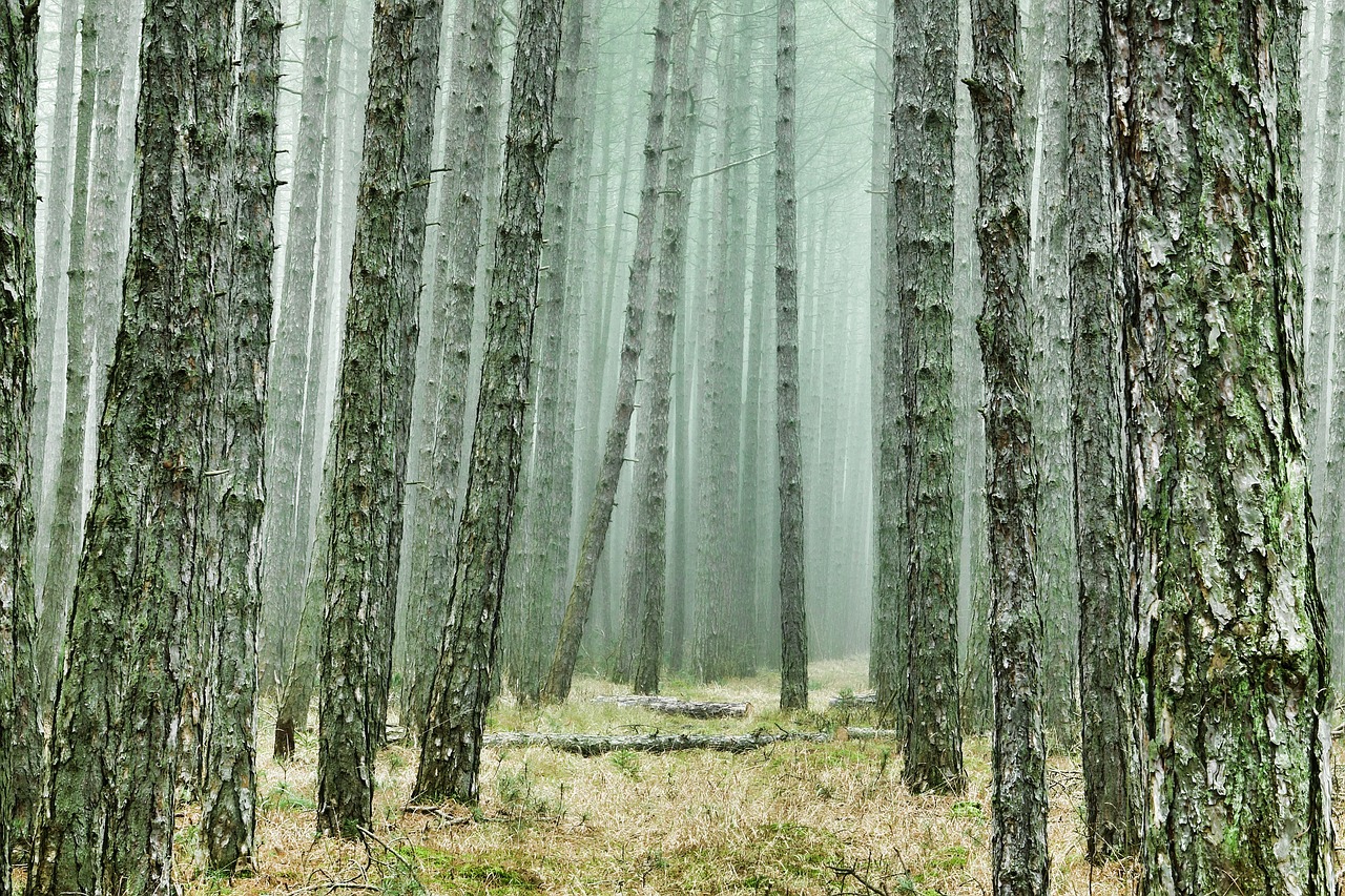 découvrez une aventure palpitante à travers des paysages époustouflants et des expériences inoubliables. préparez-vous à explorer l'inconnu, à relever des défis et à vivre des moments uniques qui éveilleront votre esprit d'aventure.