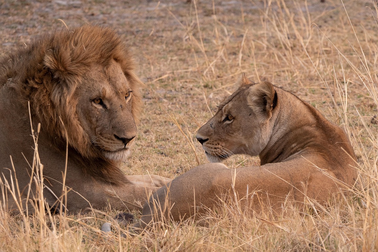 découvrez des safaris inoubliables à travers les plus belles réserves naturelles. partez à l'aventure et observez la faune sauvage dans son habitat naturel, tout en profitant de paysages époustouflants et d'expériences uniques au cœur de la nature.