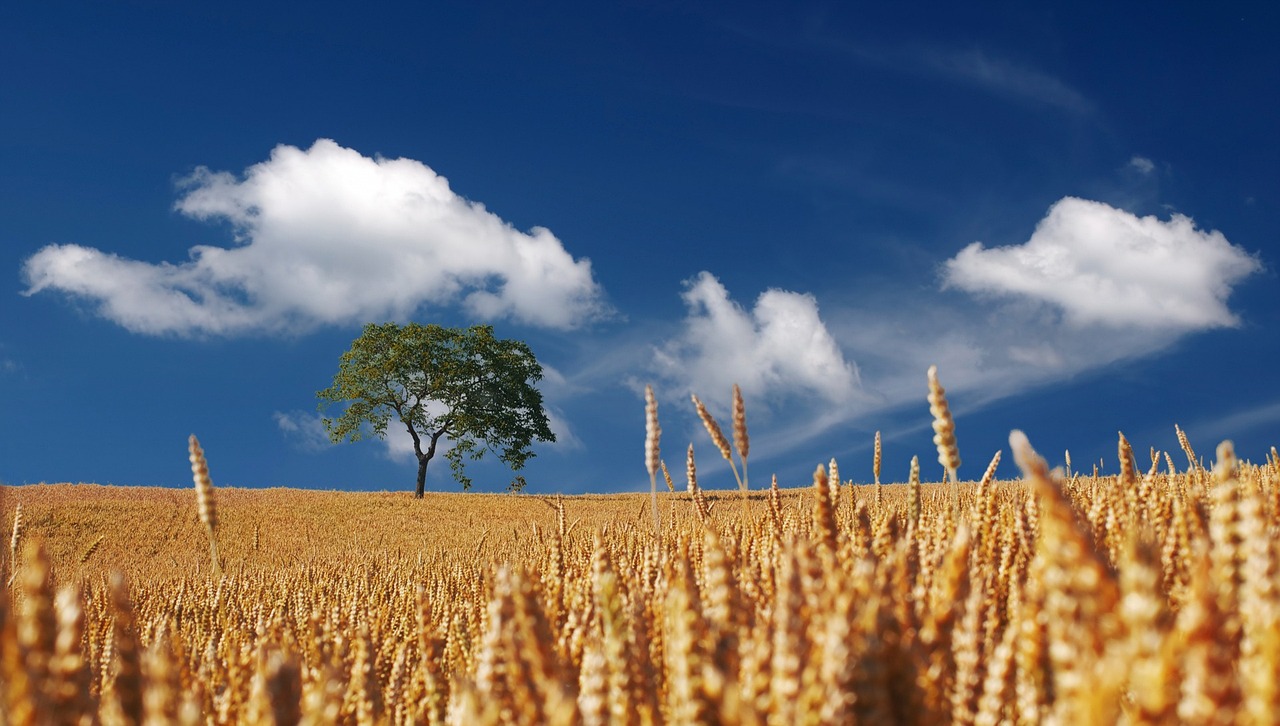 découvrez l'univers fascinant de la récolte avec notre guide complet sur les techniques, les outils et les traditions. apprenez comment optimiser votre production agricole et savourer les fruits de votre travail à chaque saison.