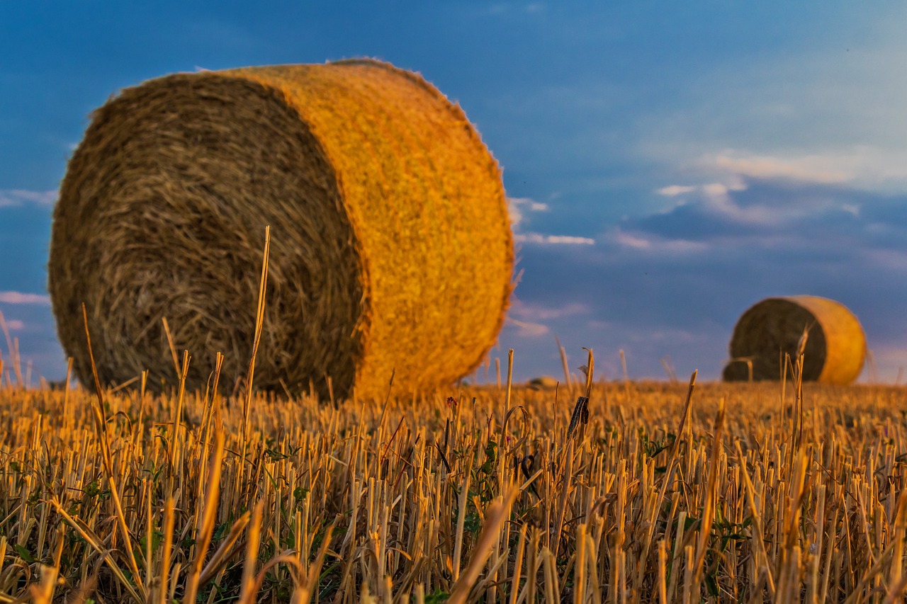 découvrez le monde fascinant de la récolte, un processus essentiel qui relie la terre à notre assiette. explorez les techniques, outils et traditions qui façonnent cette étape cruciale de l'agriculture, ainsi que son impact sur l'environnement et nos régimes alimentaires.