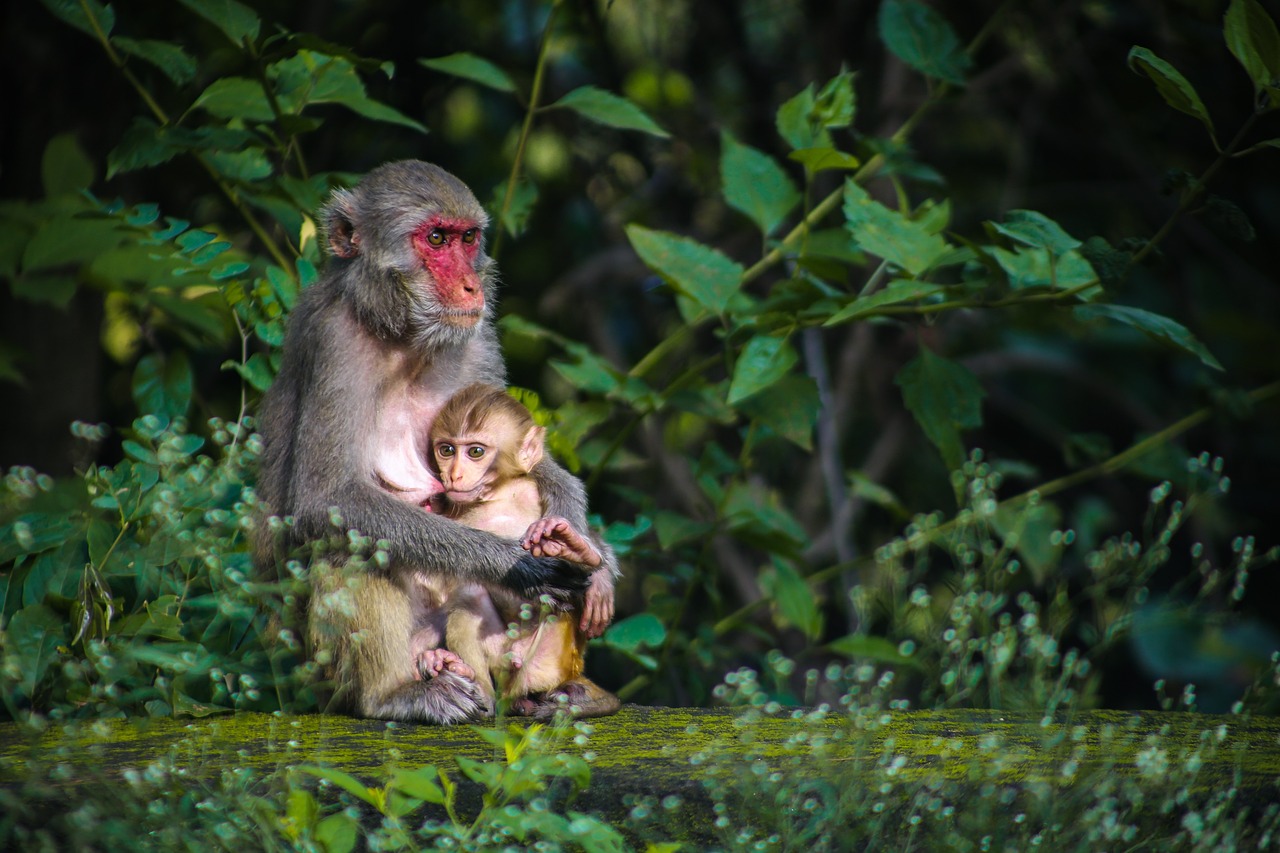 découvrez des hébergements immersifs dans la jungle, alliant confort et nature. idéaux pour les aventuriers et les amoureux de la faune. profitez d'une expérience unique au cœur de paysages exotiques.