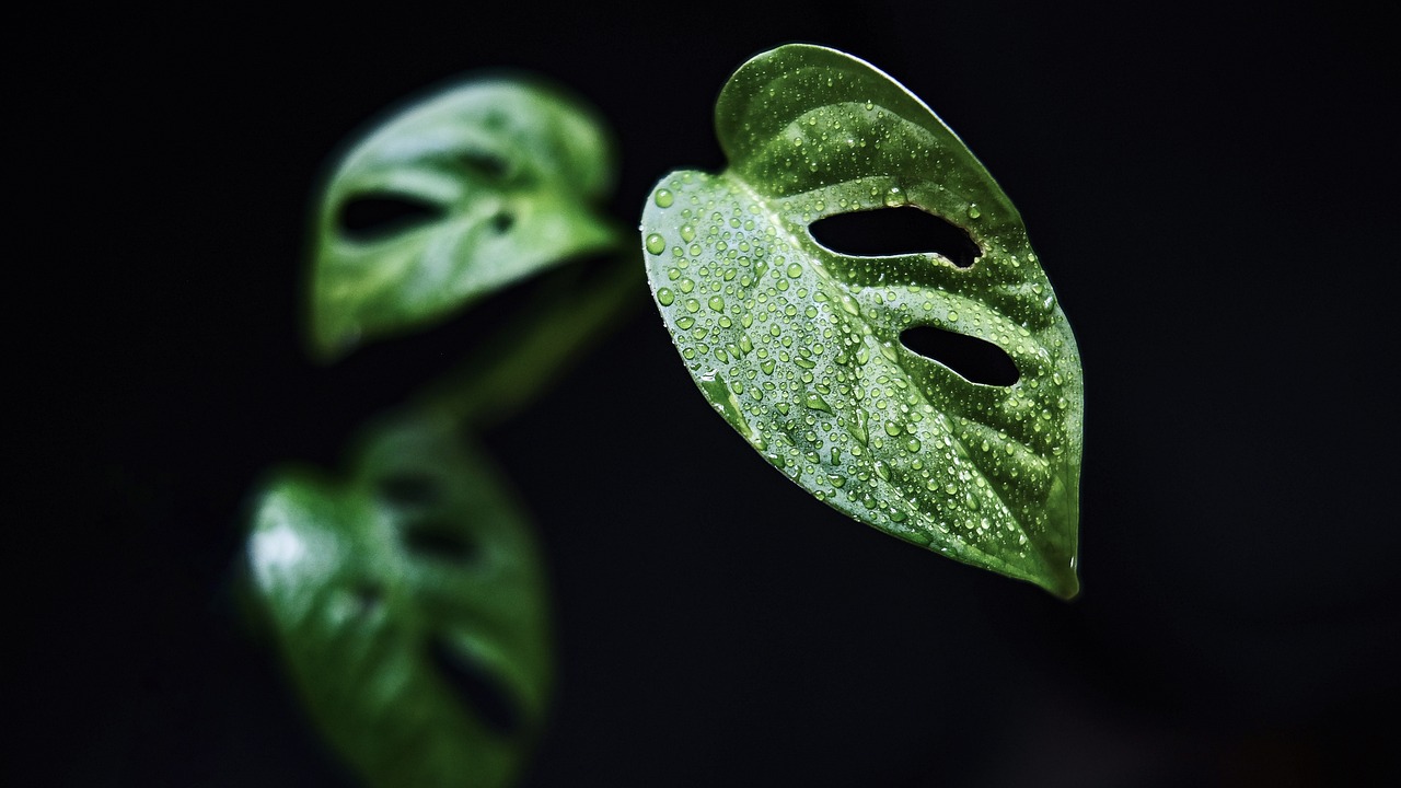 découvrez des hébergements uniques en pleine jungle pour une expérience immersive au cœur de la nature. profitez d'une évasion dépaysante avec des options allant des cabanes dans les arbres aux lodges de luxe, entourés d'une faune et d'une flore exceptionnelles.