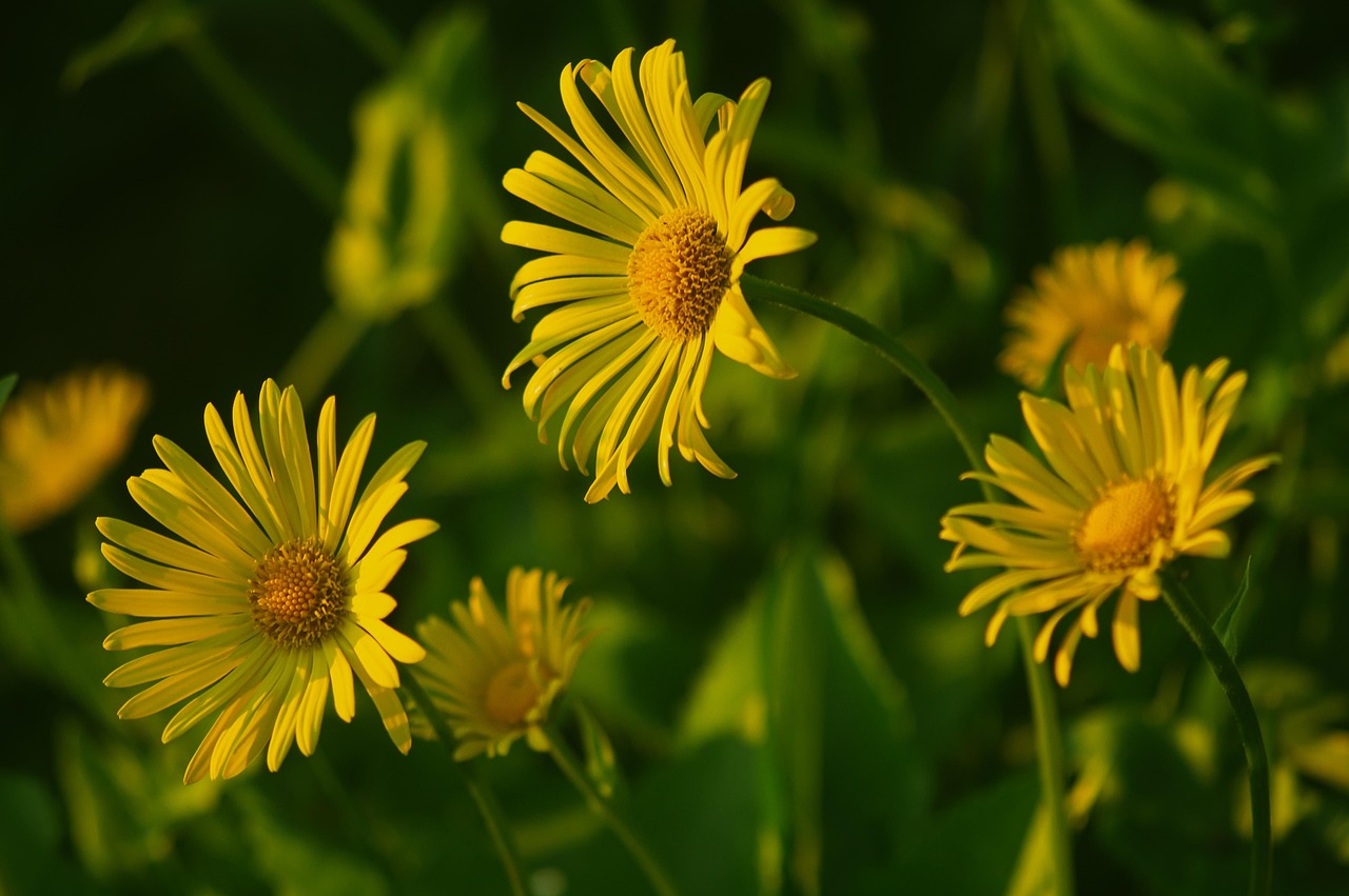 découvrez la beauté de la nature à travers des paysages époustouflants, une biodiversité riche et des expériences uniques en plein air. plongez dans un monde où la sérénité et l'aventure se rencontrent.