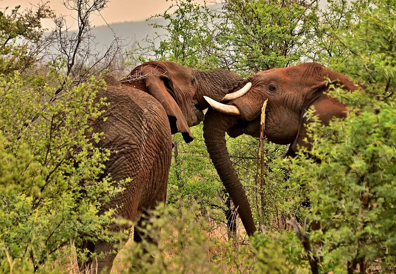 découvrez l'aventure ultime avec nos safaris inoubliables. explorez des paysages époustouflants, observez la faune sauvage dans son habitat naturel et vivez des expériences uniques au cœur de la nature. réservez dès maintenant votre safari de rêve!