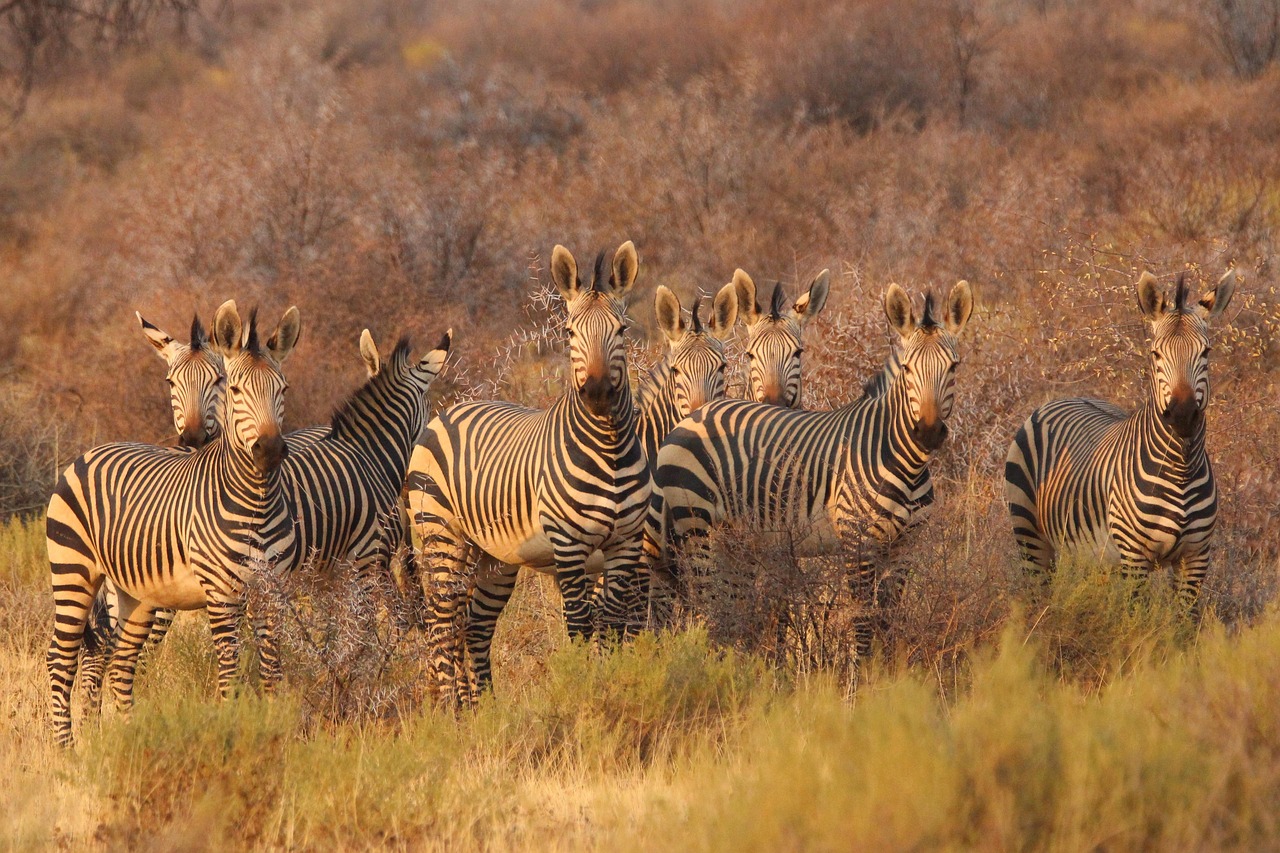 découvrez l'aventure ultime avec nos safaris inoubliables ! explorez la faune sauvage, admirez des paysages à couper le souffle et vivez des expériences authentiques en pleine nature. partez à la rencontre des animaux dans leur milieu naturel et créez des souvenirs mémorables dans des destinations exotiques.