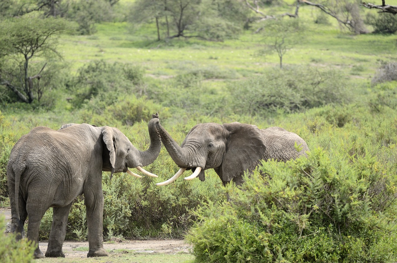 découvrez l'aventure ultime avec nos safaris inoubliables à travers la faune sauvage. explorez des paysages époustouflants et vivez des rencontres authentiques avec les animaux dans leur habitat naturel. réservez votre expérience dès aujourd'hui!